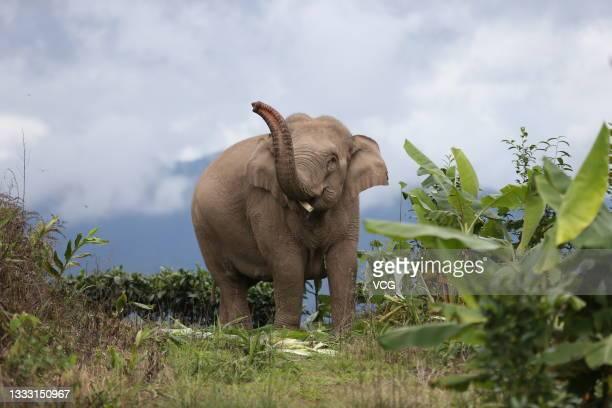 Elegant Enigma: The Regal Stride of an Elephant Model - IndianElephant